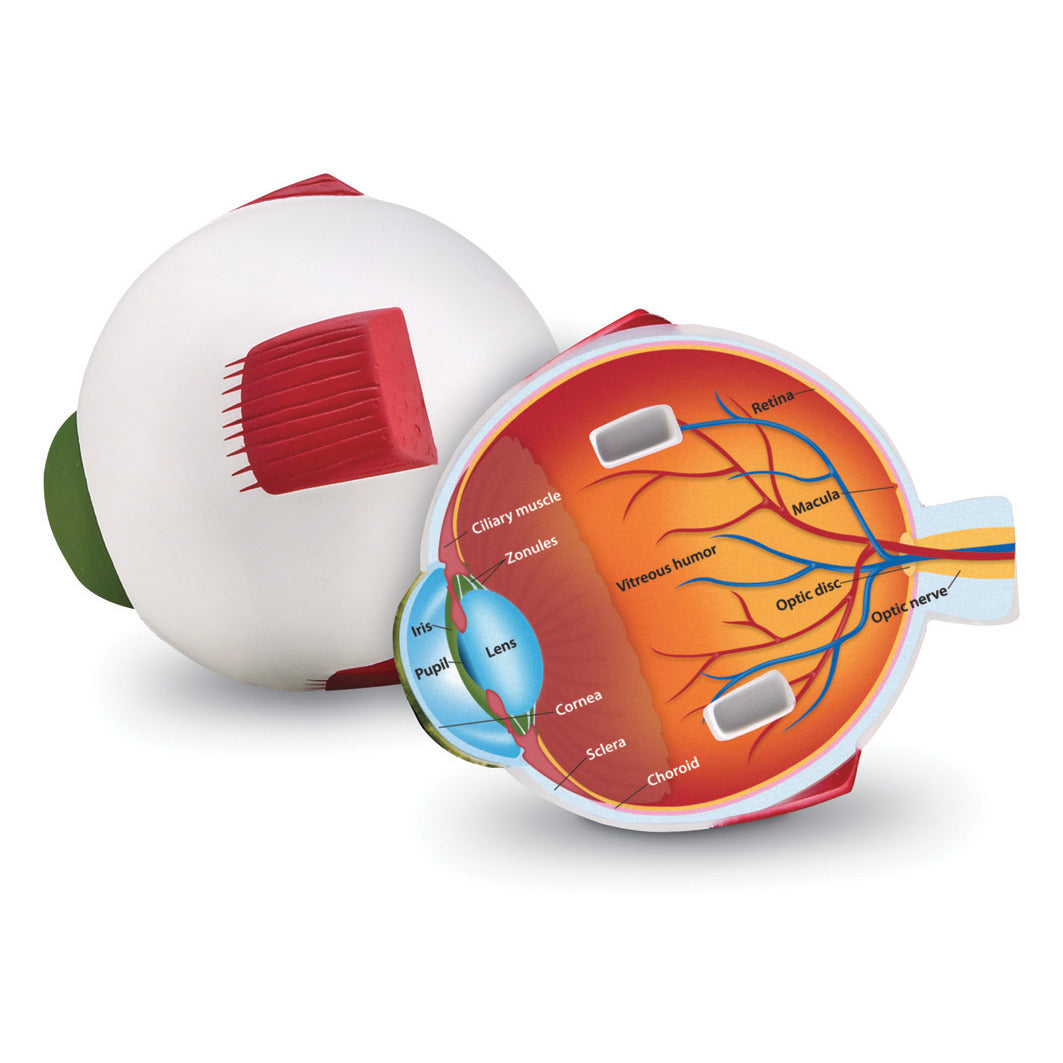 Learning Resources Anatomical Eyeball Model