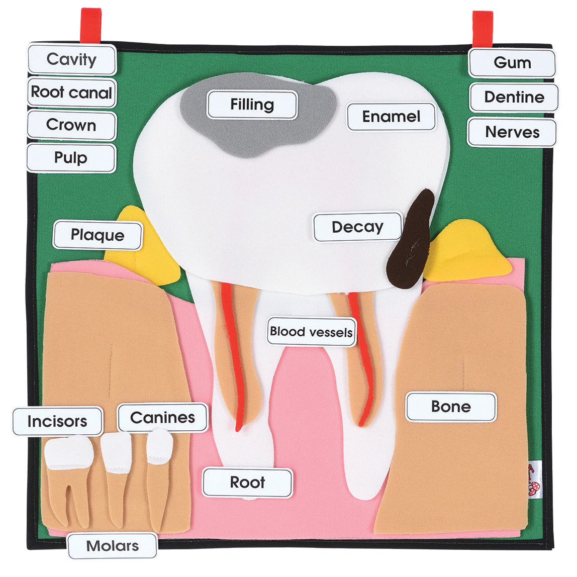 Big Tooth Fabric Display