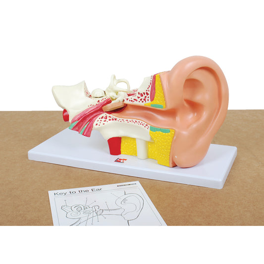 Anatomical Ear Model