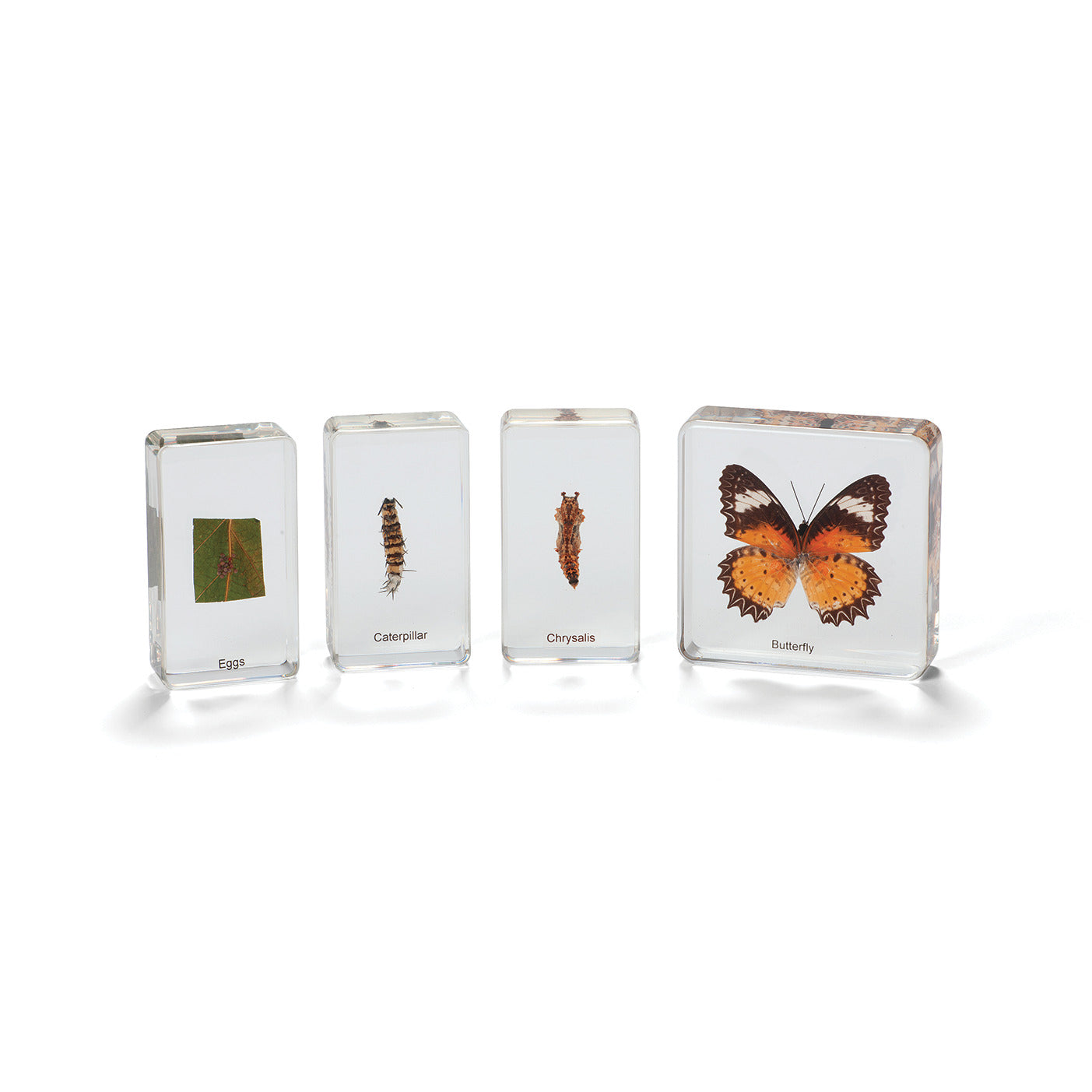 Lifecycle Specimen Blocks Butterfly