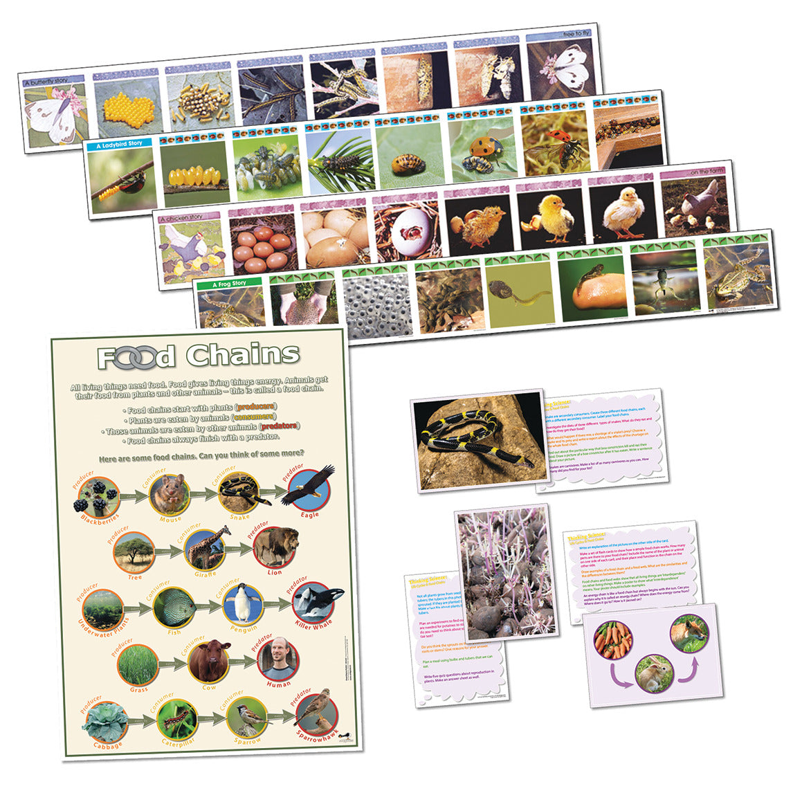 Life Cycle & Food Chains Set