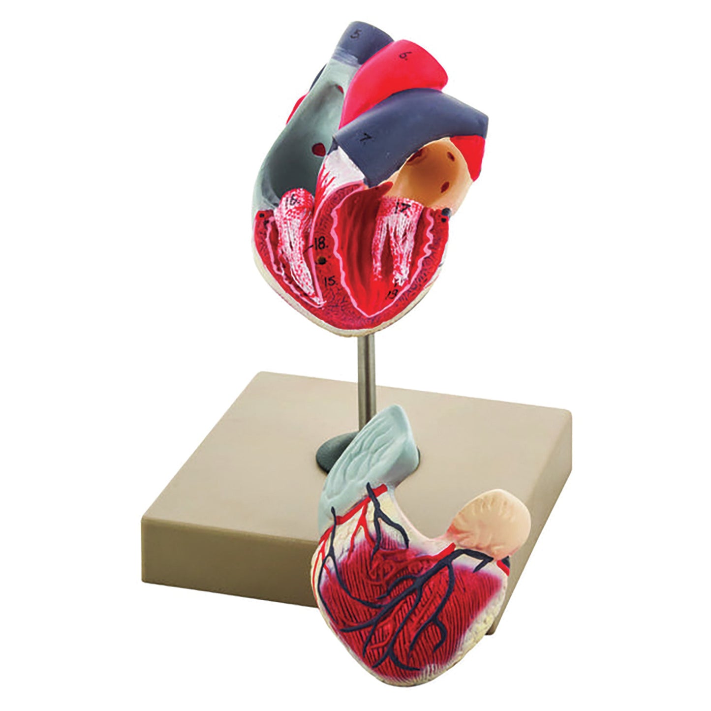 Demonstrative Heart Model 2 Parts