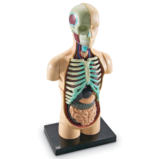 Learning Resources Anatomy Human Body Model